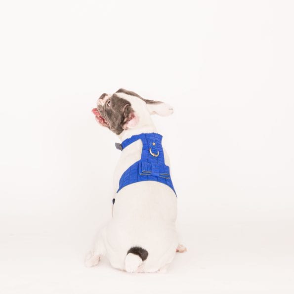AZURE LEATHER HARNESS-1