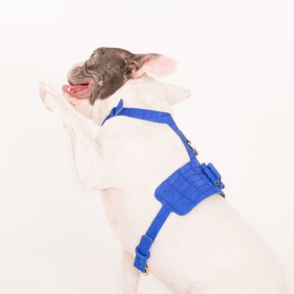 AZURE LEATHER HARNESS-3