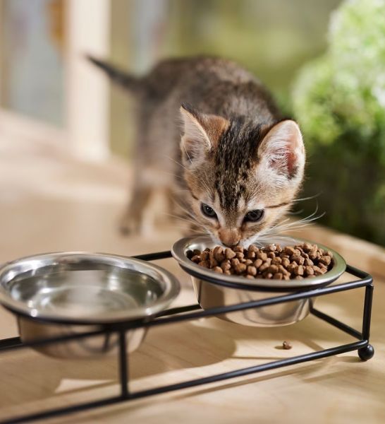 Farmina N&D Chicken & Pomegranate Prime Kitten Dry Food-4
