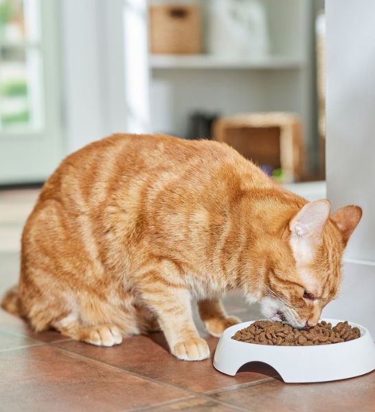 Farmina N&D Chicken and Pomegranate Prime Adult Dry Cat Food-4