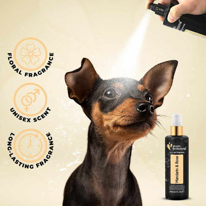 Groom Professional Mandarin & Rose-2
