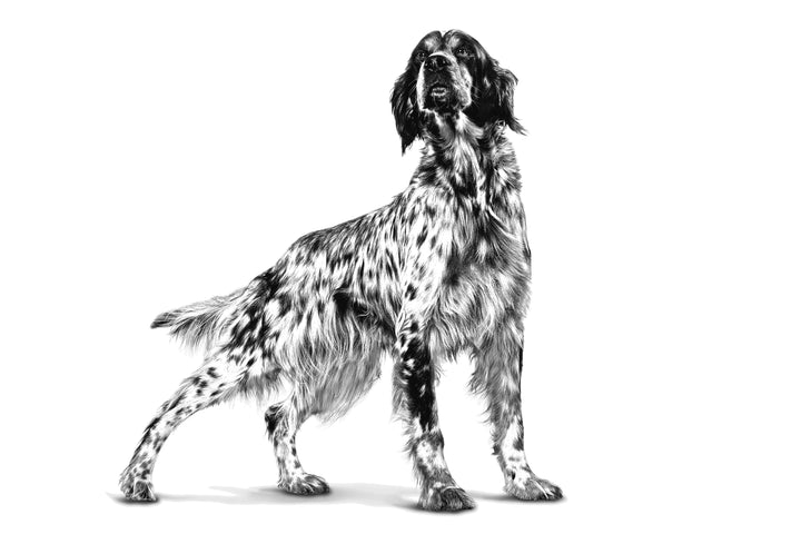 Hypoallergenic Small Dog-1