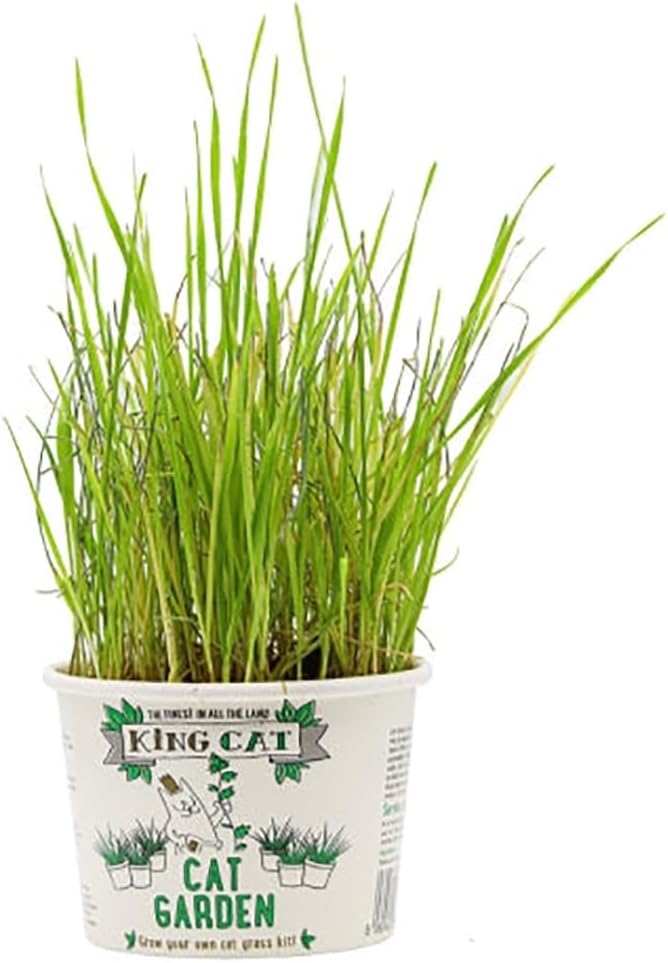 King Catnip Cat Garden Cat Grass-2