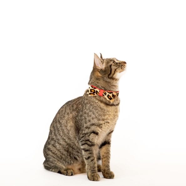 LEO LEATHER COLLAR-2