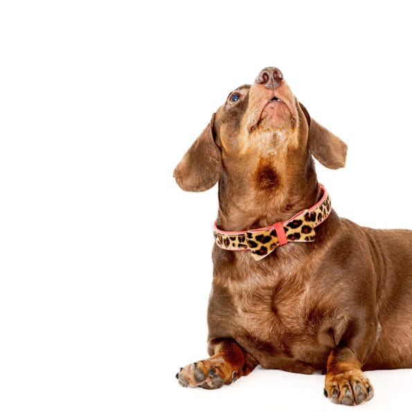 LEO LEATHER COLLAR-3