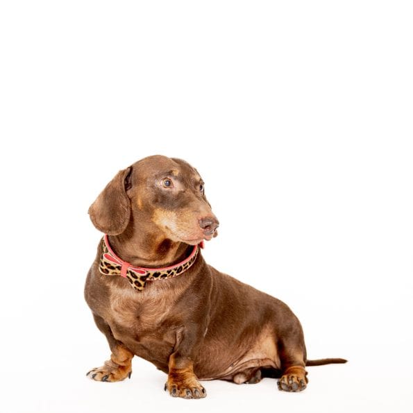 LEO LEATHER COLLAR-4