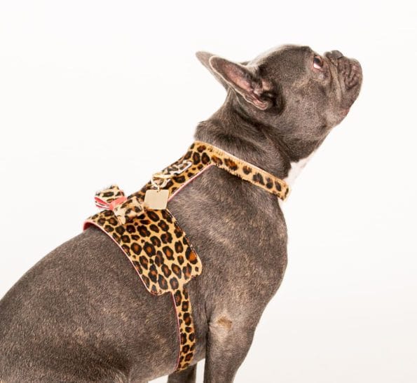 LEO LEATHER HARNESS-10