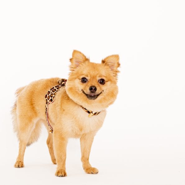 LEO LEATHER HARNESS-3