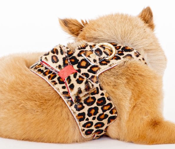 LEO LEATHER HARNESS-4