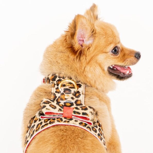 LEO LEATHER HARNESS-5