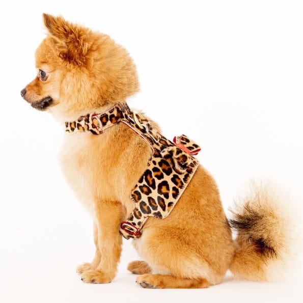 LEO LEATHER HARNESS-6