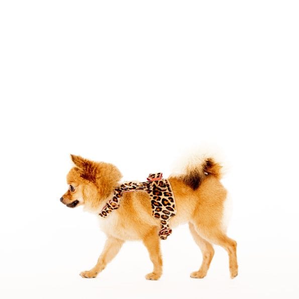 LEO LEATHER HARNESS-7