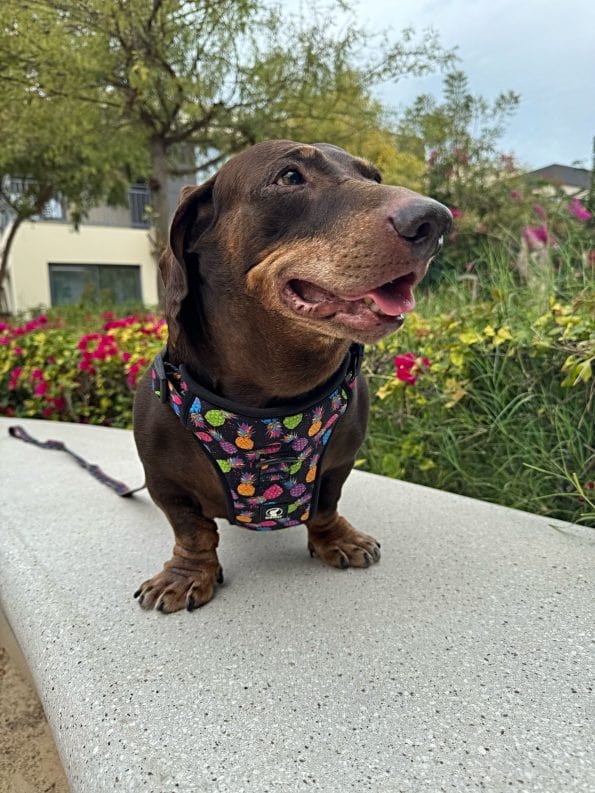 PINEAPPLE-CRUSH EVERYDAY HARNESS-3