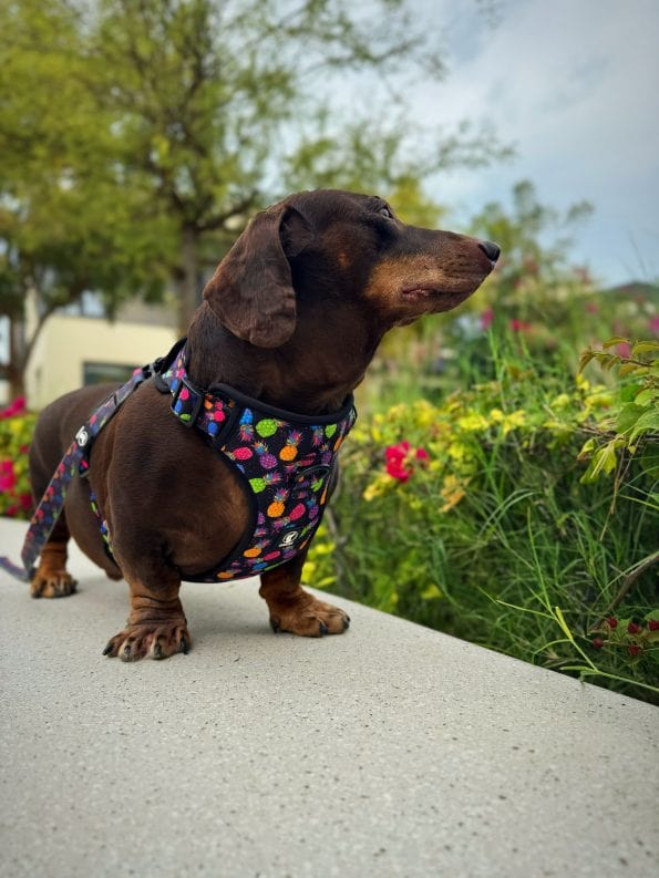 PINEAPPLE-CRUSH EVERYDAY HARNESS-7