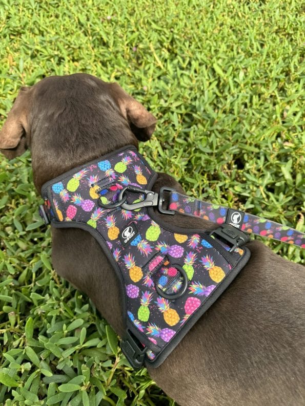 PINEAPPLE-CRUSH EVERYDAY HARNESS-9