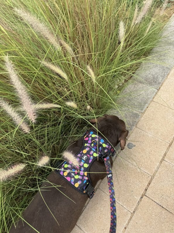 PINEAPPLE-CRUSH EVERYDAY LEASH-3