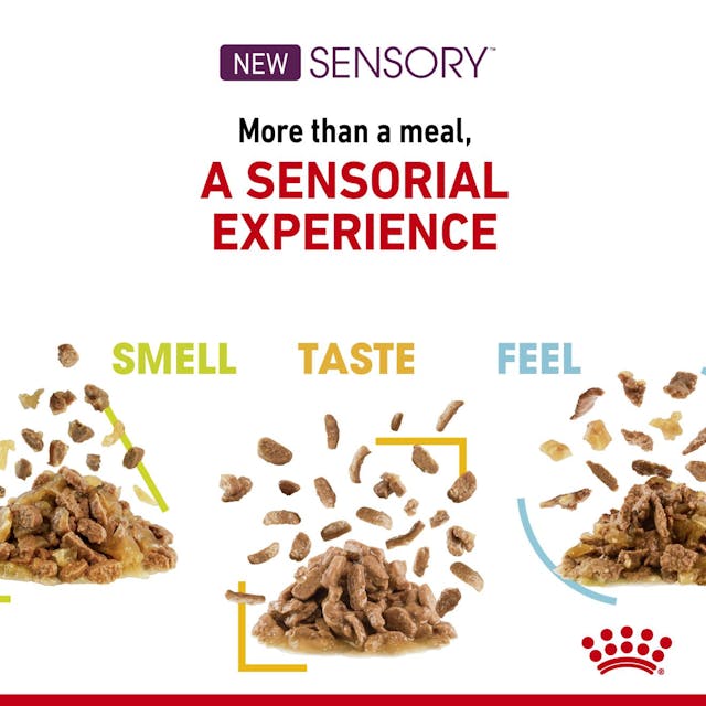 Royal Canin Feline Health Nutrition Sensory Smell Chunks In Gravy Cat Wet Food 85G - 6