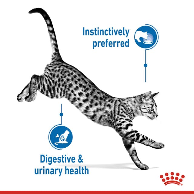 Royal Canin Indoor Sterilised In Gravy Cat Wet Food - 4