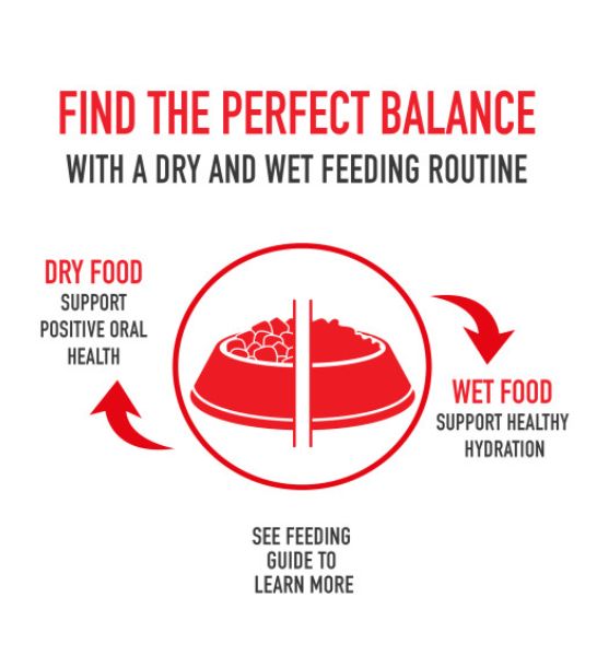 Royal Canin Medium Digestive Care Adult Dry Dog Food - 4