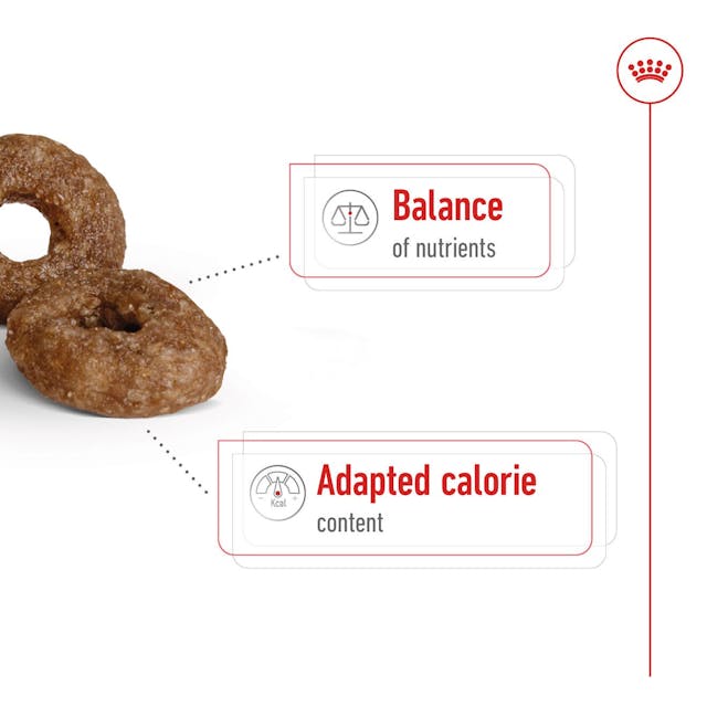 Royal Canin Mini Ageing 12+ Dry Dog Food 1.5KG - 3