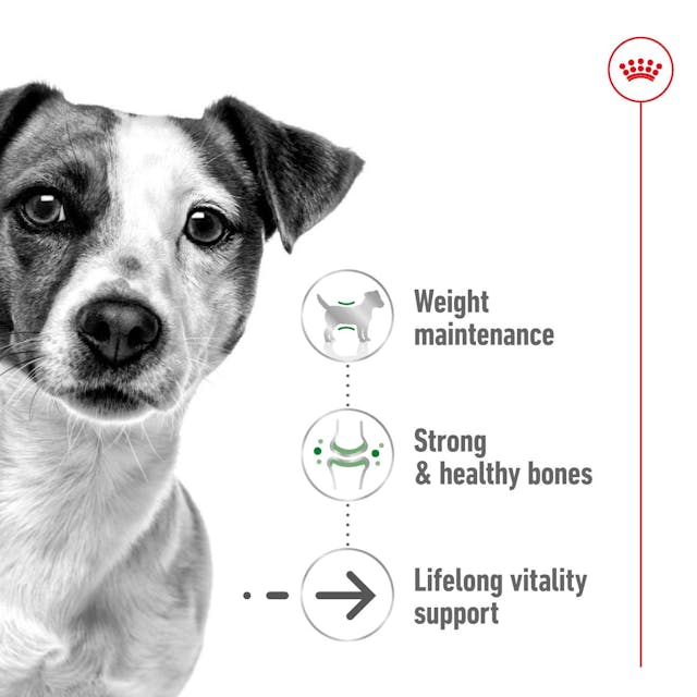 Royal Canin Mini Ageing 12+ Dry Dog Food 1.5KG - 4