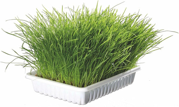  Trixie Cat Grass-1