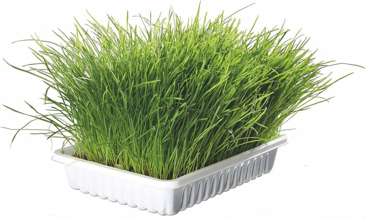  Trixie Cat Grass-1