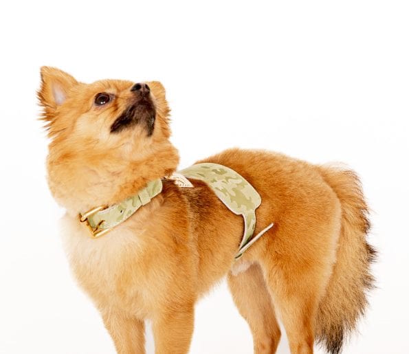 WASABI LEATHER HARNESS-3